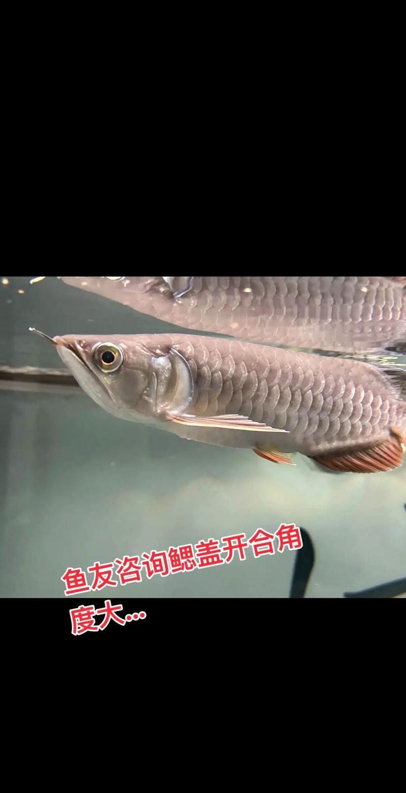 龍魚翻鰓癥狀圖片，龍魚翻鰓怎么辦