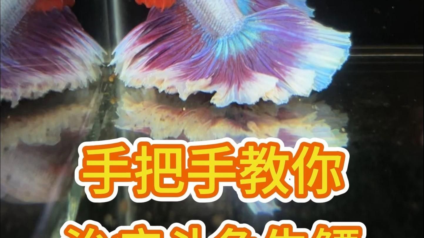 有哪些藥物可以治療龍魚(yú)側(cè)游？，治療龍魚(yú)側(cè)游的方案