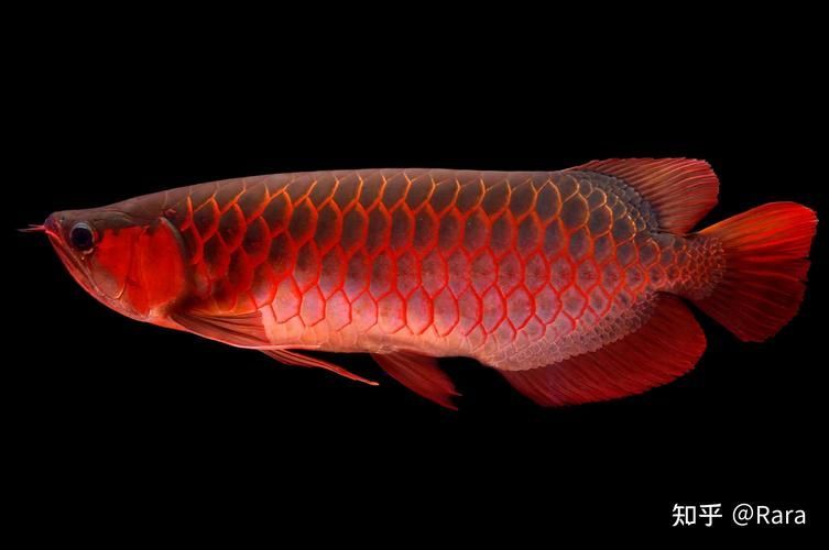 有哪些藥物可以治療龍魚(yú)側(cè)游？，治療龍魚(yú)側(cè)游的方案
