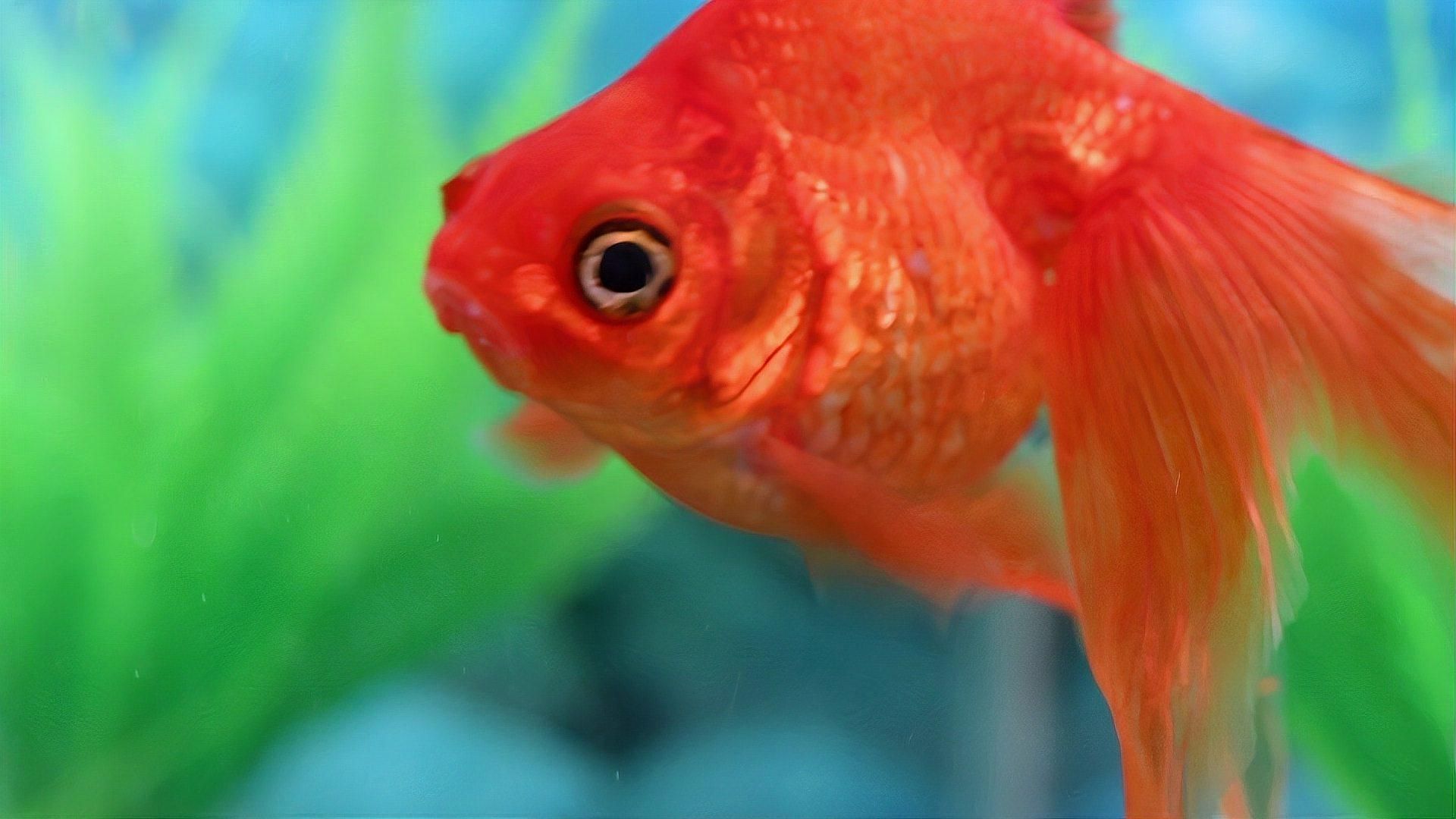 金魚潰爛后如何護(hù)理以促進(jìn)恢復(fù)，金魚潰爛后多久能恢復(fù)