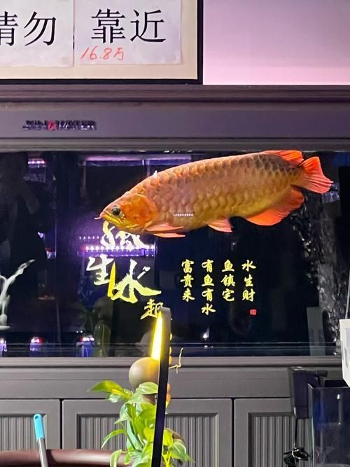 如何鑒別真假頂級金龍魚，如何鑒別頂級金龍魚