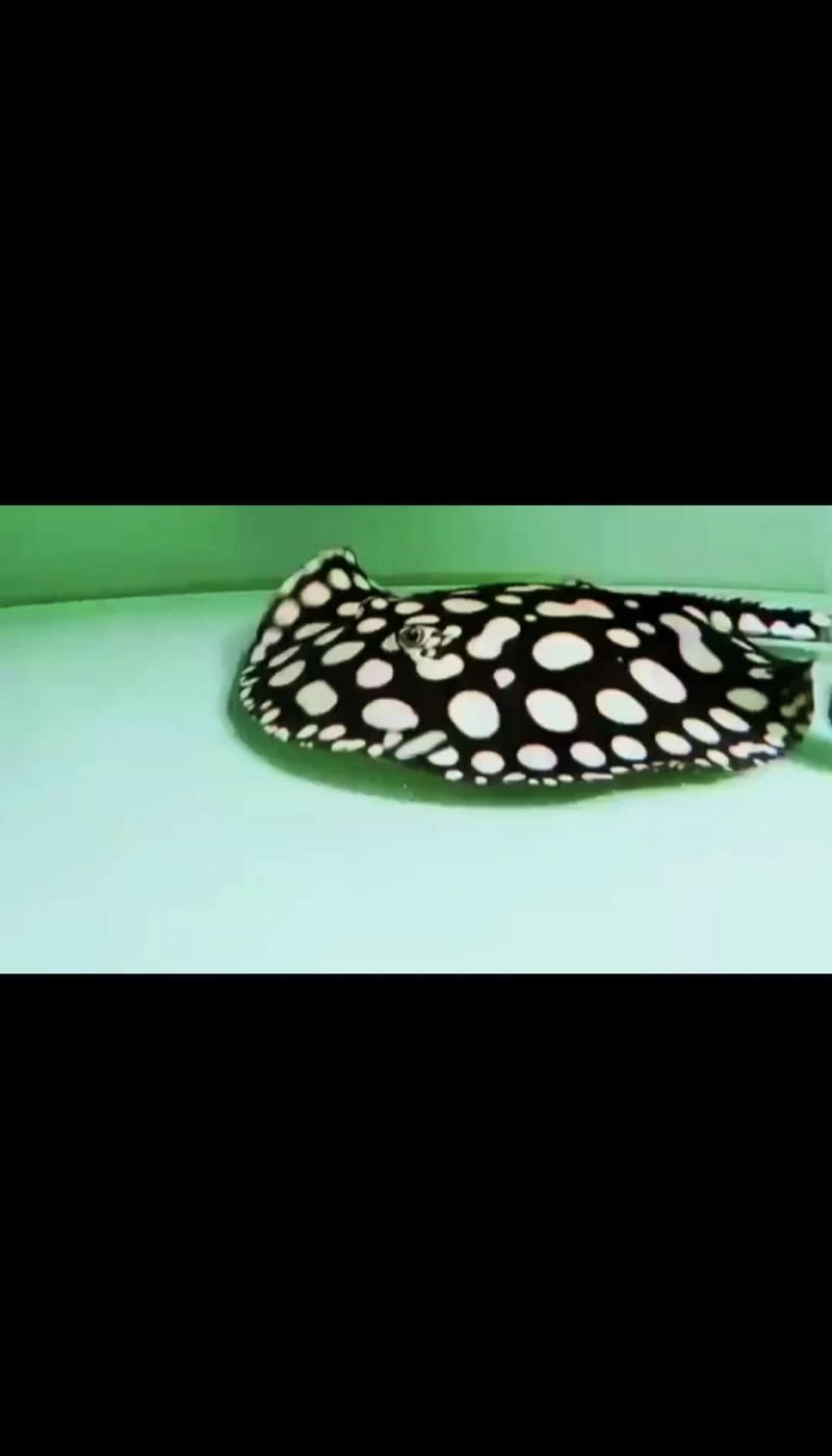 祥龍魚場的魟魚種類有哪些？，祥龍魚場常見魟魚品種對照表