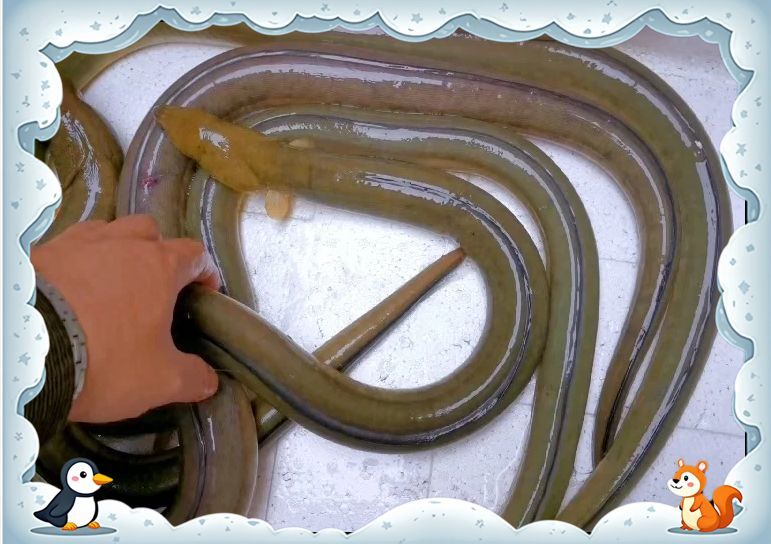 如何正確烹飪土龍魚？，土龍魚烹飪詳解