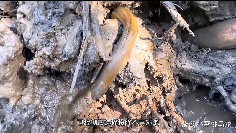 如何正確烹飪土龍魚？，土龍魚烹飪詳解