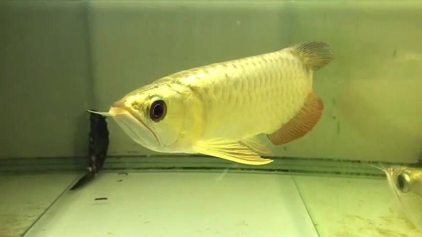 武吉美拉金龍魚(yú)的特點(diǎn)有哪些？，吉美拉金一份武吉美拉