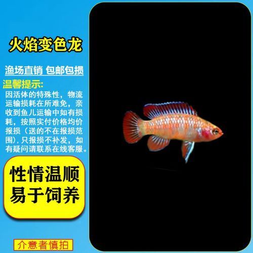 火焰變色龍魚的價格是多少？，家庭水族箱飼養火焰變色龍魚的詳細指南