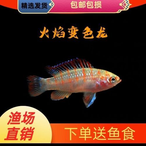 火焰變色龍魚的價格是多少？，家庭水族箱飼養火焰變色龍魚的詳細指南