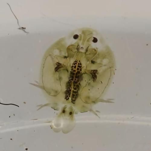 能否提供魚虱繁殖過程的詳細步驟圖，如何有效控制魚虱的繁殖
