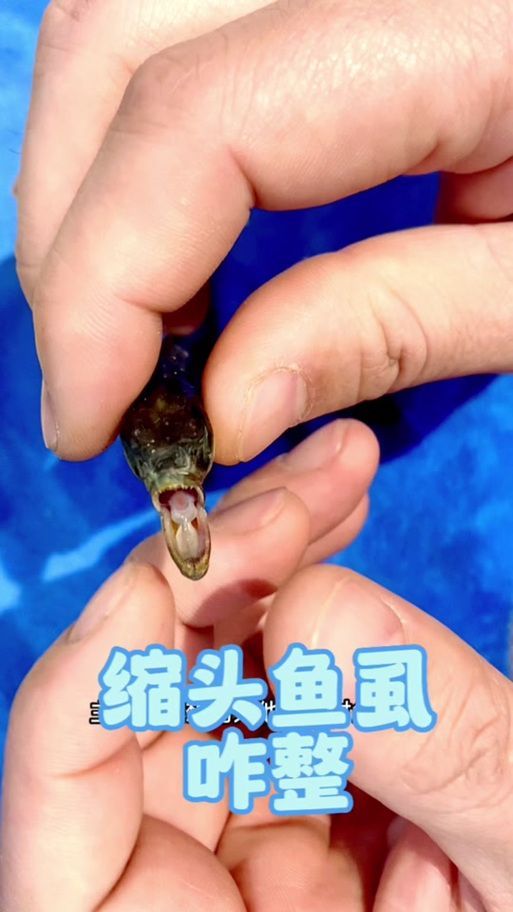 能否提供魚虱繁殖過程的詳細步驟圖，如何有效控制魚虱的繁殖