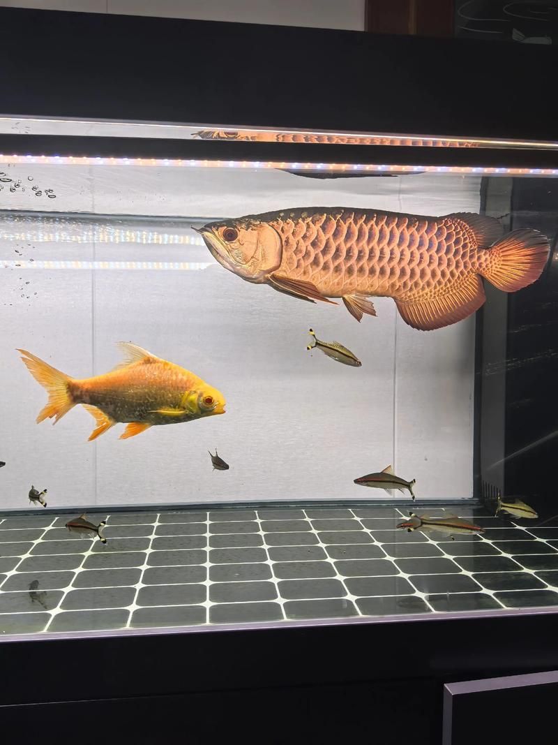 有哪些常見的高背金龍魚品相，如何判斷高背金龍魚的品相