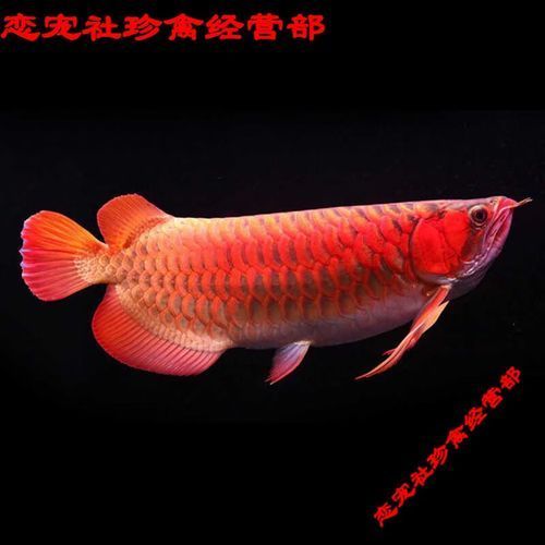紅辣椒紅龍魚圖片，紅辣椒紅龍魚價(jià)格是多少如何鑒別真假紅辣椒紅龍魚的價(jià)格