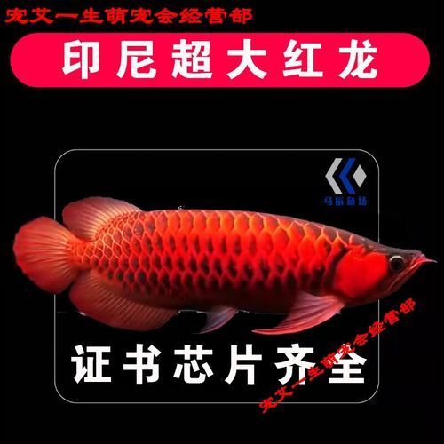 紅辣椒紅龍魚圖片，紅辣椒紅龍魚價(jià)格是多少如何鑒別真假紅辣椒紅龍魚的價(jià)格