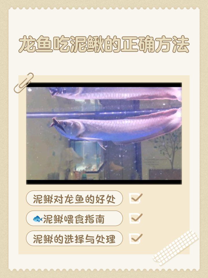龍魚可以吃哪些具體魚種？，鸚鵡學舌小話癆,龍魚吃泥鰍的正確方法寵物喂養秘籍