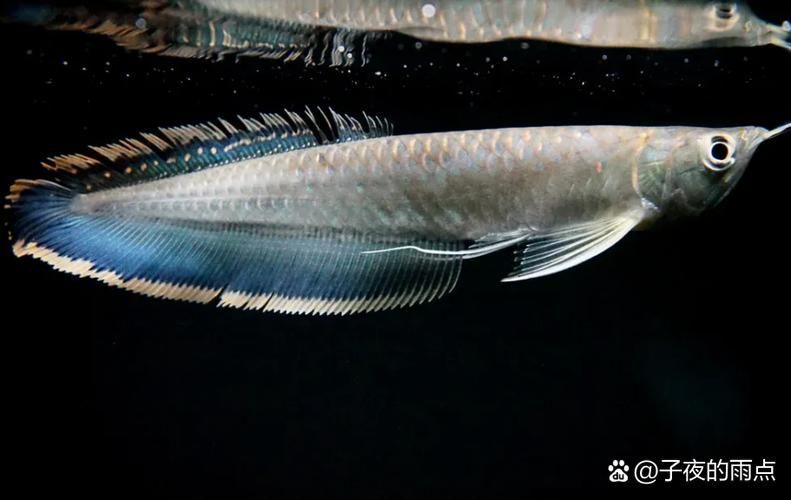 紅龍魚(yú)有哪些品系，如何區(qū)分紅龍魚(yú)品種