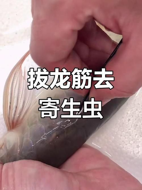 給我一些預防龍魚寄生蟲病的圖片，魚寄生蟲病的預防措施包括：定期更換水質