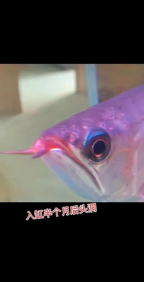 給我一些預防龍魚寄生蟲病的圖片，魚寄生蟲病的預防措施包括：定期更換水質