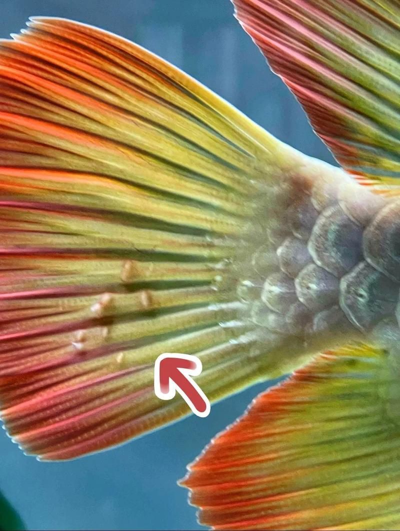 給我一些預防龍魚寄生蟲病的圖片，魚寄生蟲病的預防措施包括：定期更換水質