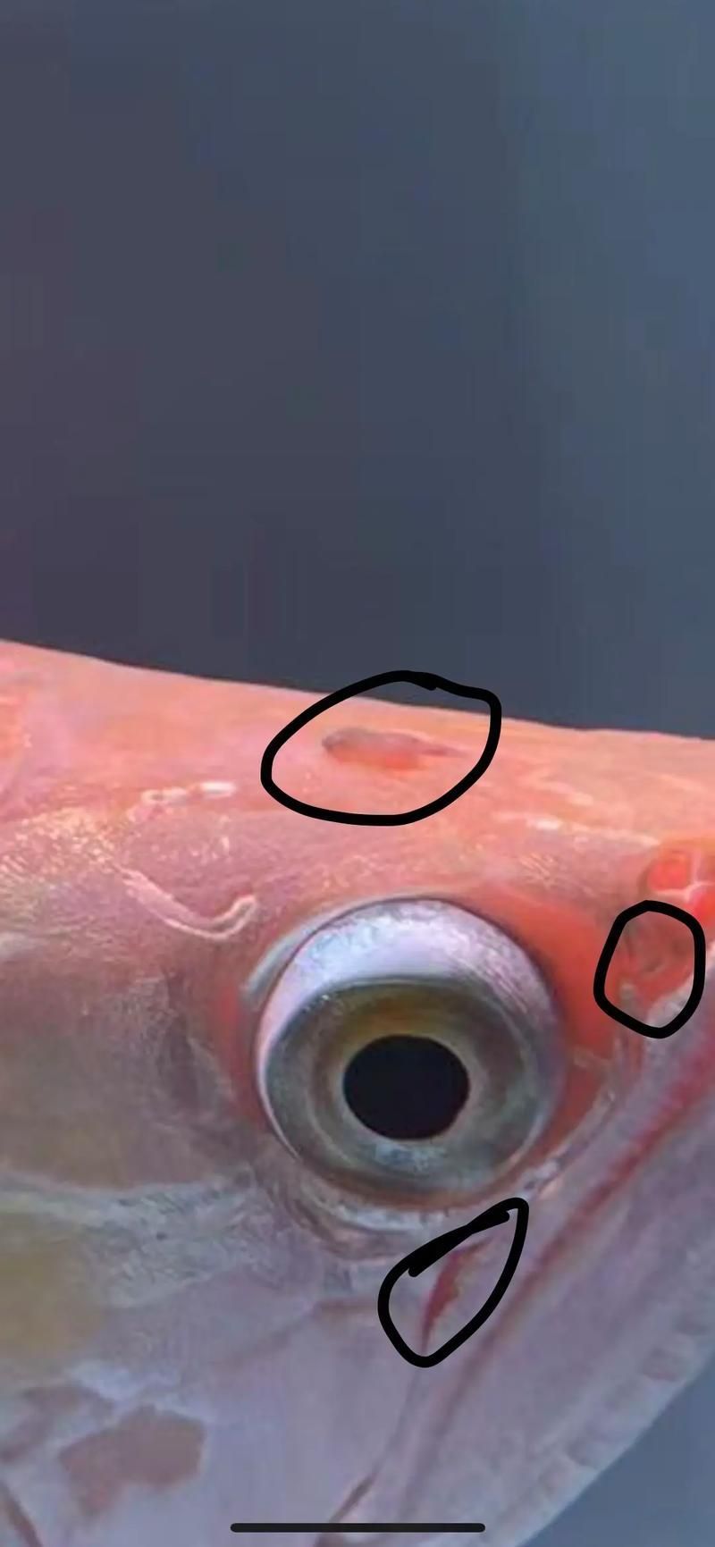 給我一些預防龍魚寄生蟲病的圖片，魚寄生蟲病的預防措施包括：定期更換水質