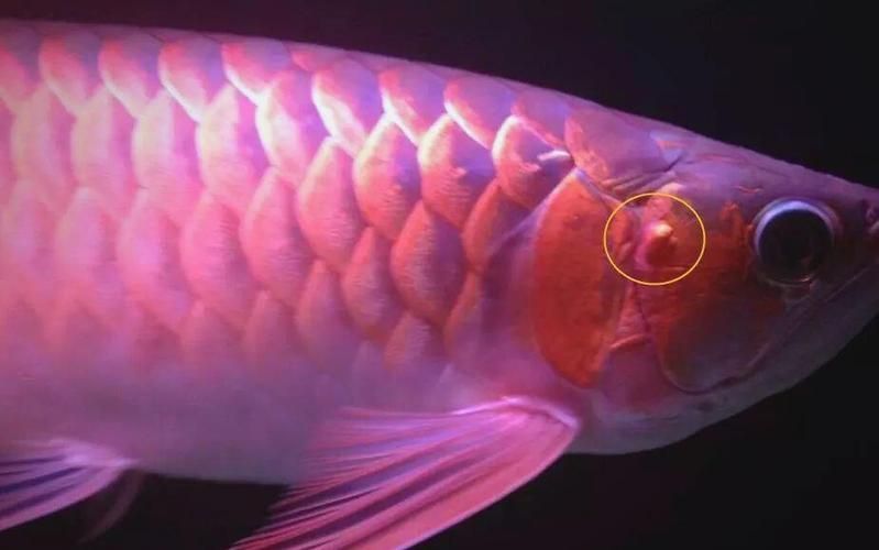 給我一些預防龍魚寄生蟲病的圖片，魚寄生蟲病的預防措施包括：定期更換水質