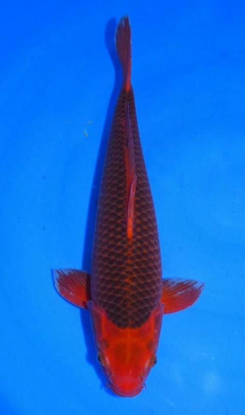 風水魚種類，風水魚的種類及其寓意解析