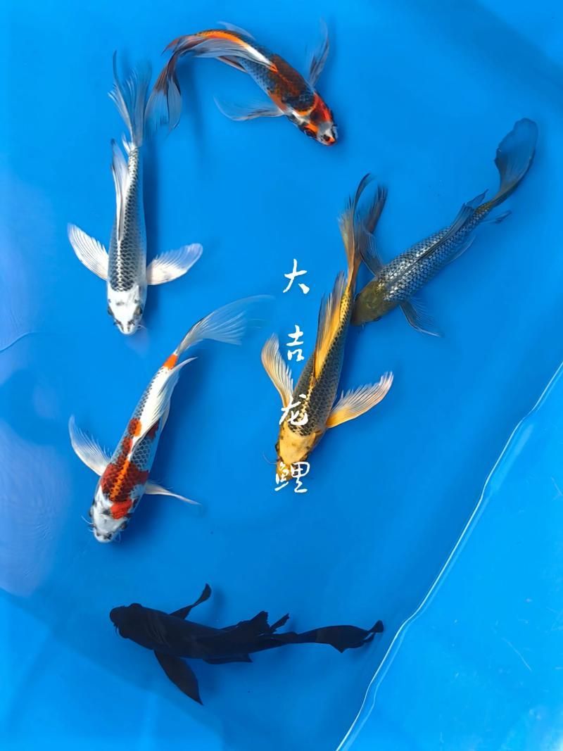 風水魚種類，風水魚的種類及其寓意解析