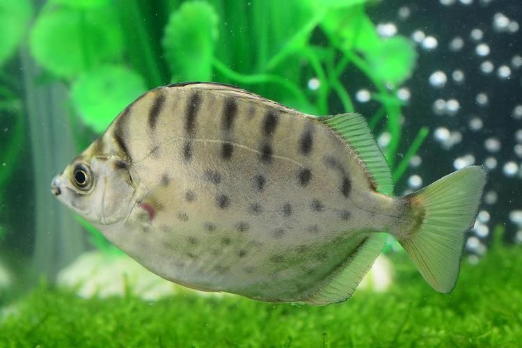 風水魚種類，風水魚的種類及其寓意解析