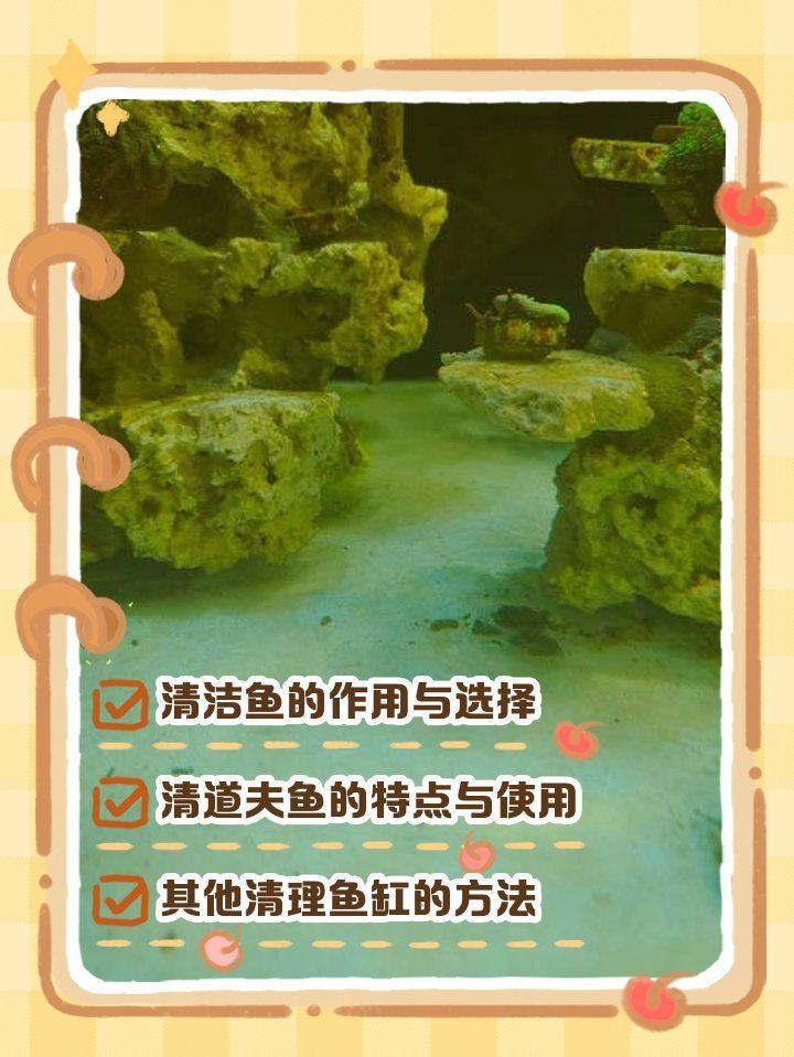 哪種生物清理魚缸糞便最有效，哪種生物清理魚缸糞便最省心