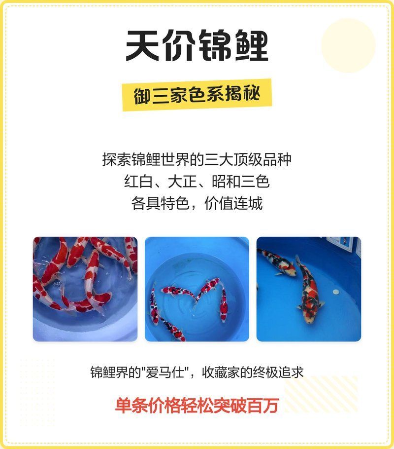 有哪些頂級錦鯉品種