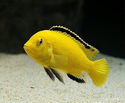如何改善魚撞缸問題，arxiv論文助手可輔助獲取魚類行為研究魚撞缸問題