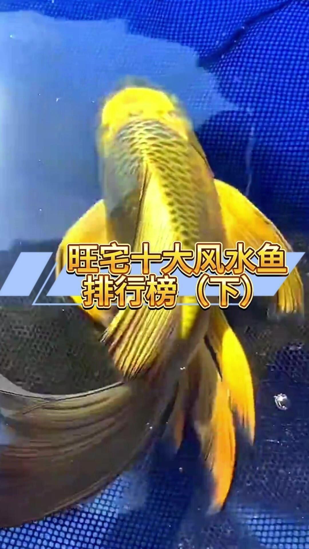 如何養護十大招財風水魚，十大招財風水魚