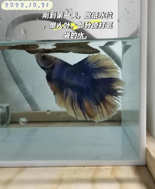 給我一些判斷金魚爛尾病是否痊愈的圖片，判斷金魚爛尾病是否痊愈，如何判斷金魚爛尾病是否痊愈