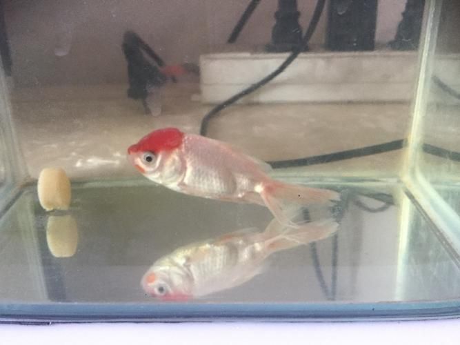 給我一些判斷金魚爛尾病是否痊愈的圖片，判斷金魚爛尾病是否痊愈，如何判斷金魚爛尾病是否痊愈