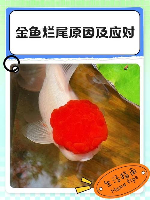 給我一些判斷金魚爛尾病是否痊愈的圖片，判斷金魚爛尾病是否痊愈，如何判斷金魚爛尾病是否痊愈