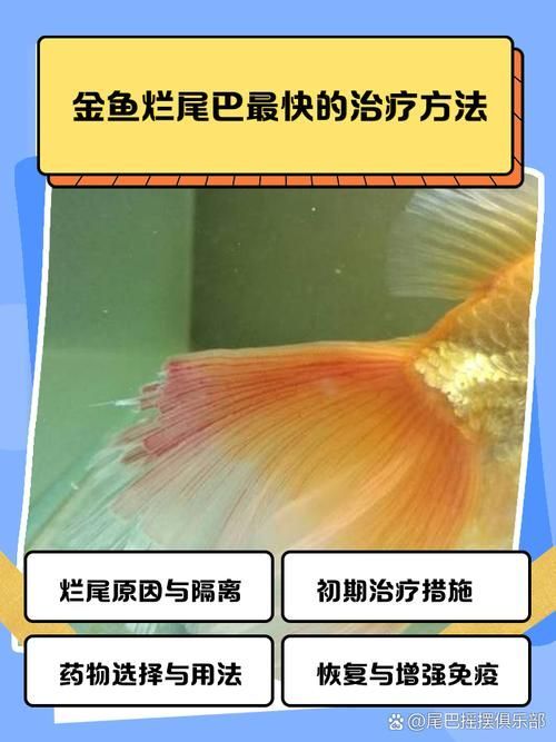 給我一些判斷金魚爛尾病是否痊愈的圖片，判斷金魚爛尾病是否痊愈，如何判斷金魚爛尾病是否痊愈