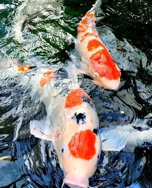 給我一些判斷金魚爛尾病是否痊愈的圖片，判斷金魚爛尾病是否痊愈，如何判斷金魚爛尾病是否痊愈