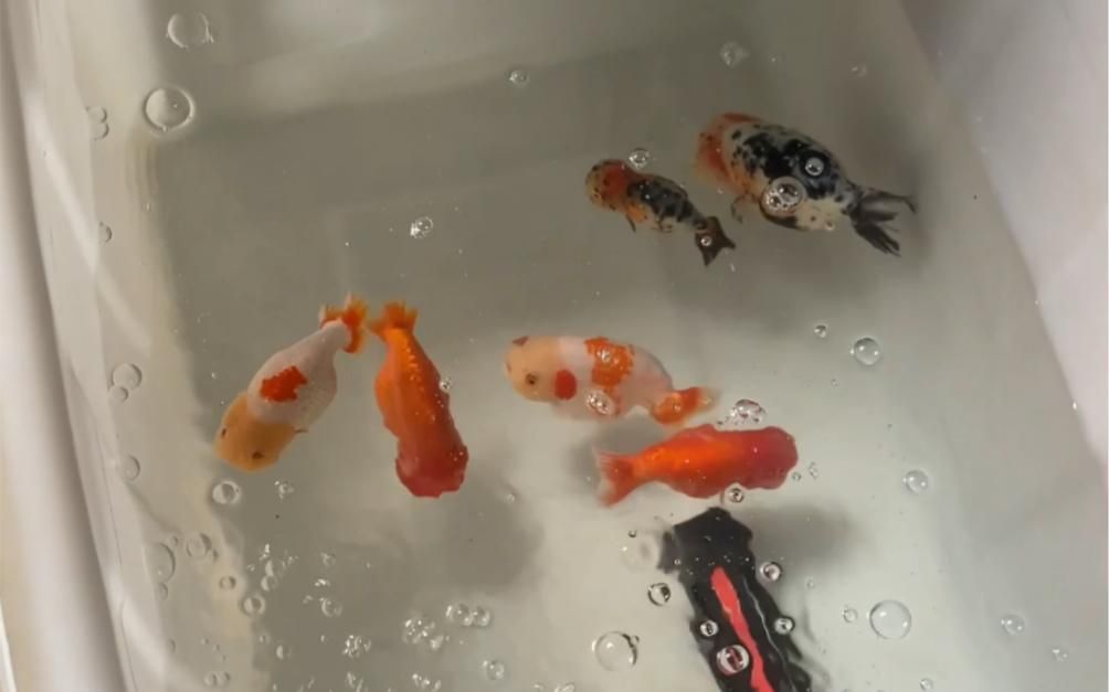 充血的金魚還能活多久，柒柒柒柒柒柒柒寵物城金魚充血應急處理清單