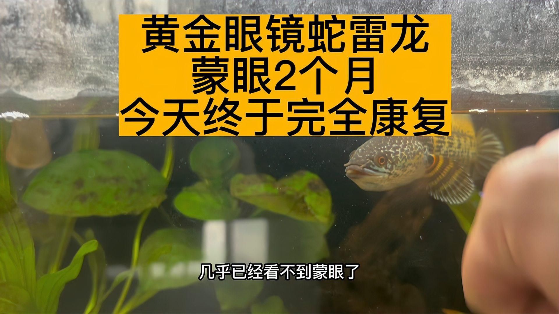 龍魚蒙眼多久會好，龍魚蒙眼怎么辦