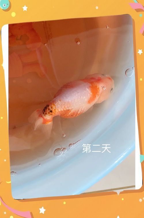 能給出一張炸鱗病痊愈的圖片嗎，能否給出一張炸鱗病痊愈的圖片