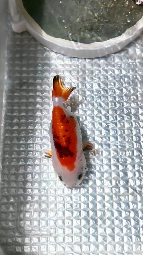 能給出一張炸鱗病痊愈的圖片嗎，能否給出一張炸鱗病痊愈的圖片