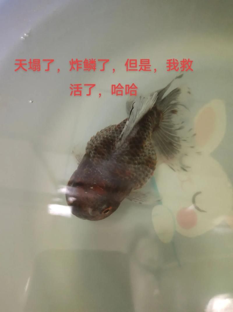 能給出一張炸鱗病痊愈的圖片嗎，能否給出一張炸鱗病痊愈的圖片
