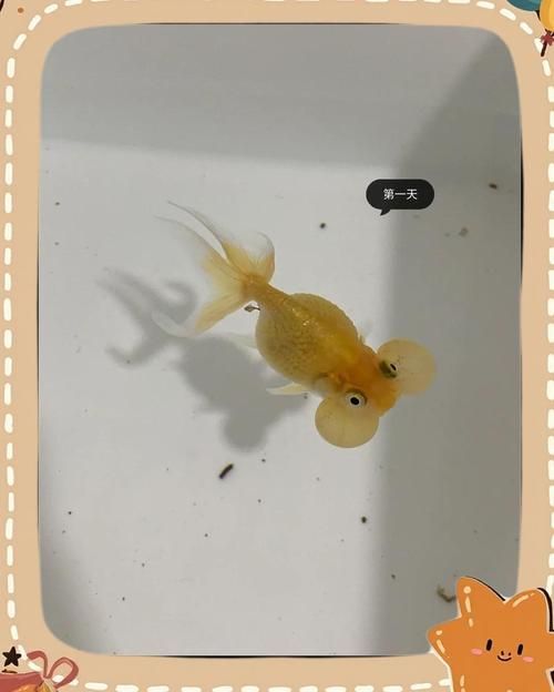 能給出一張炸鱗病痊愈的圖片嗎，能否給出一張炸鱗病痊愈的圖片