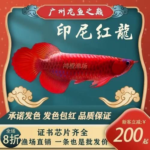 給我推薦一些性價比高的紅龍魚幼苗，如何選擇紅龍魚幼苗