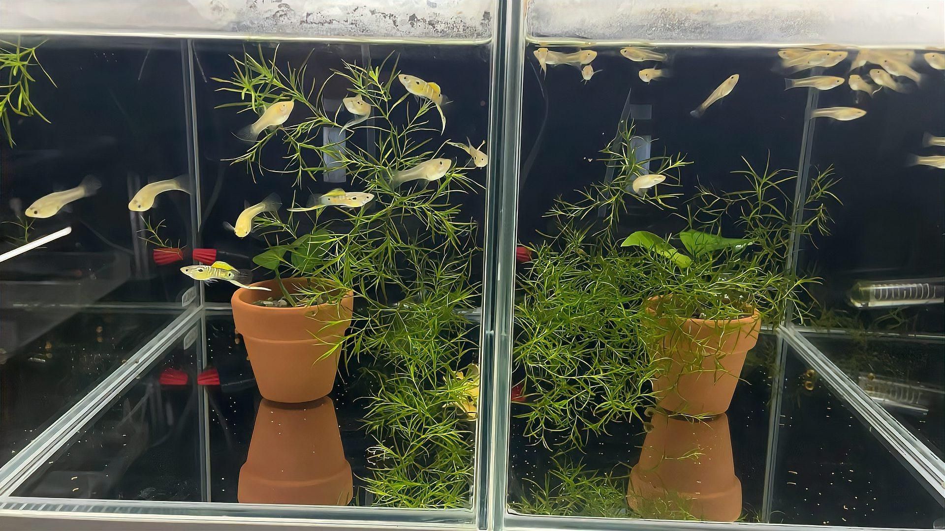 孔雀魚換水后多久喂食合適，孔雀魚換水后多久喂食一次