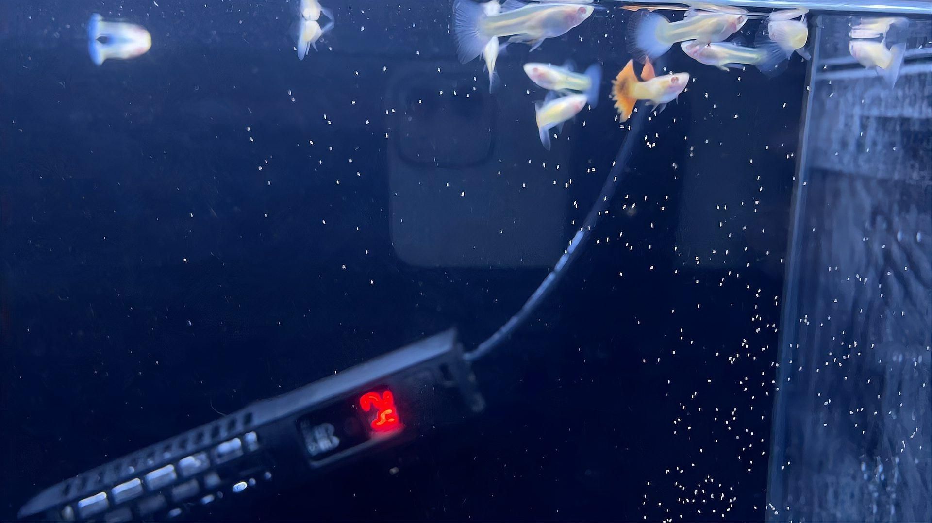 孔雀魚換水后多久喂食合適，孔雀魚換水后多久喂食一次