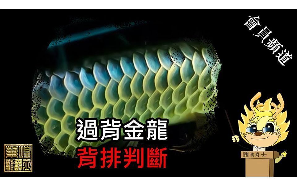 金龍最好的三個品種，b級過背金龍魚、過背金龍魚、b級過背金龍魚、b級過背金龍魚