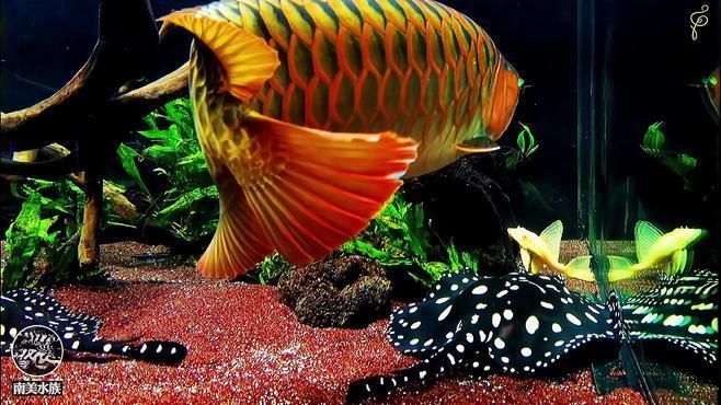 東源龍魚有哪些養(yǎng)殖方法，東源龍魚的養(yǎng)殖技巧