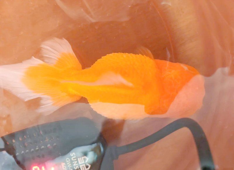 哪種藥物治療魚炸鱗最有效，哪種藥物治療魚炸鱗最安全