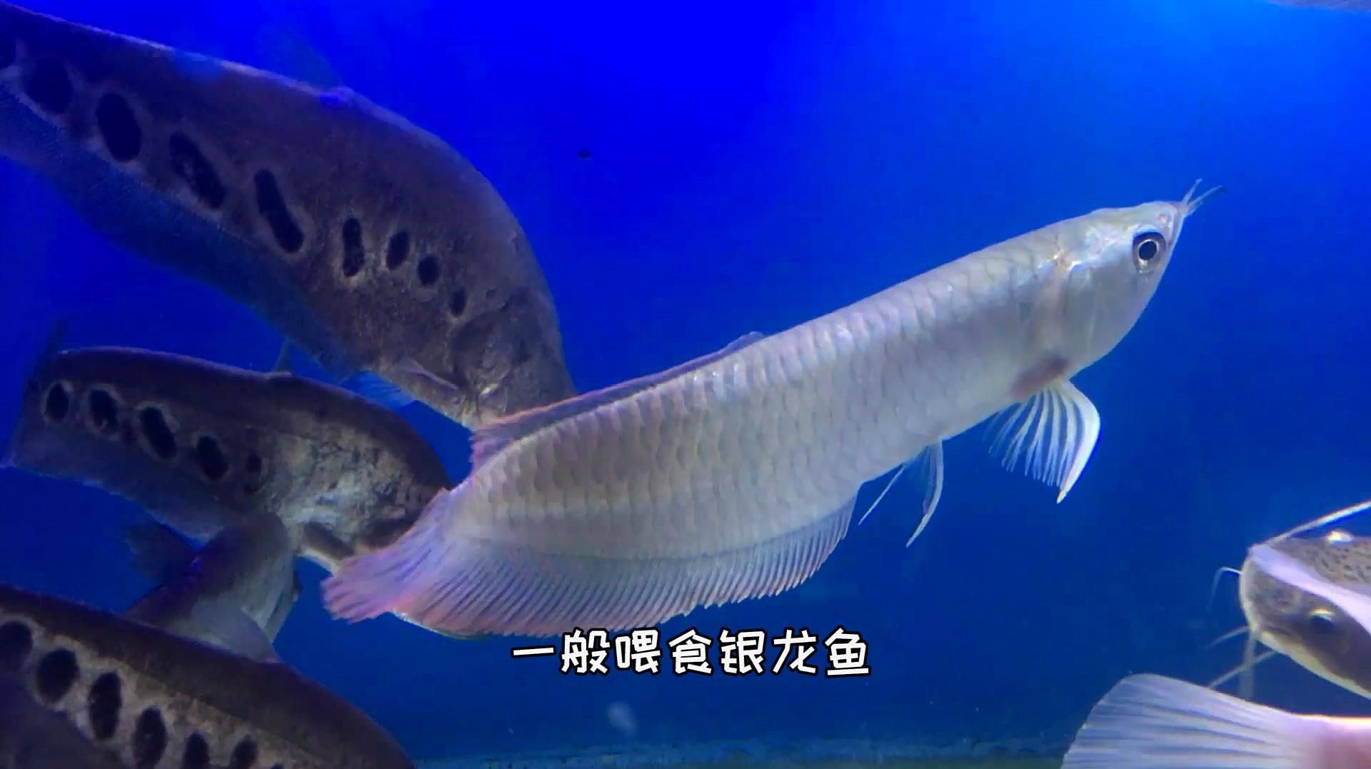 銀龍魚食物搭配有哪些技巧，銀龍魚最建議吃的三大食物解析