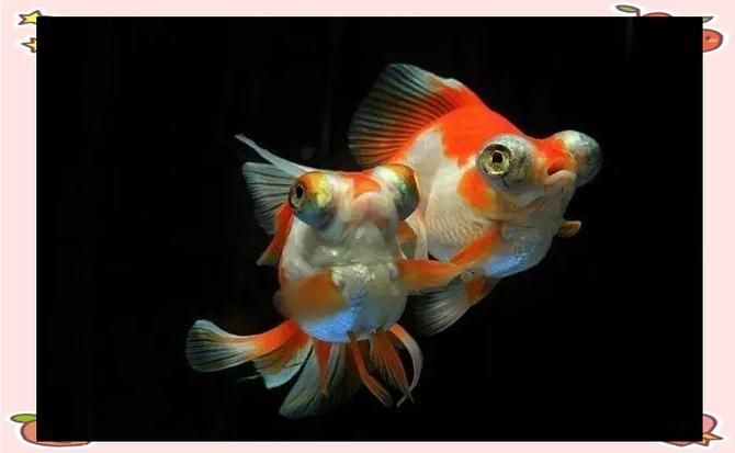 能否提供一張龍睛魚的詳細圖片，如何區(qū)分不同品種的龍睛魚