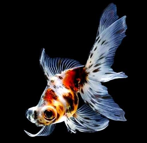 能否提供一張龍睛魚的詳細圖片，如何區(qū)分不同品種的龍睛魚